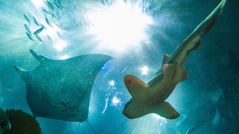 pregnant-stingray-charlotte-dies-in-north-carolina-aquarium